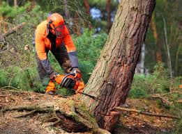 How Our Tree Care Process Works  in  Cambridge, MA