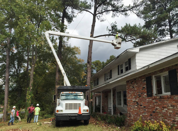 Tree and Shrub Care in Cambridge, MA