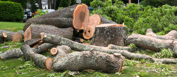 Trusted Cambridge, MA Tree Care Experts