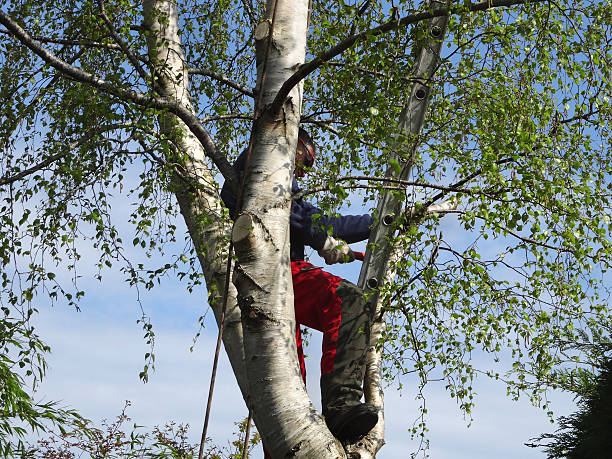 Best Fruit Tree Pruning  in Cambridge, MA