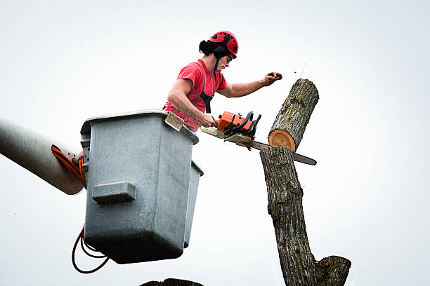 Best Fruit Tree Pruning  in Cambridge, MA